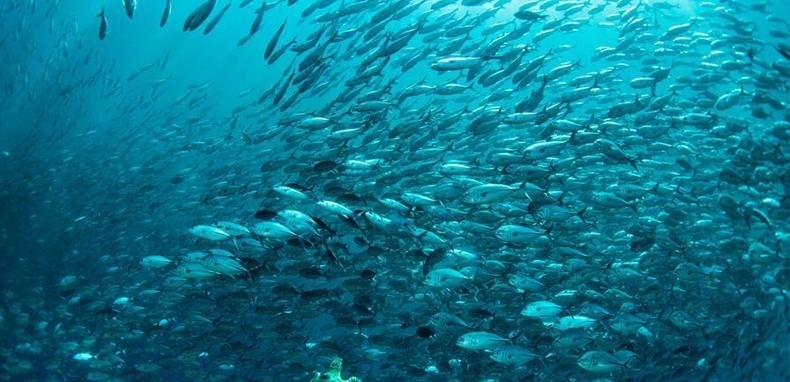  「海底」万米深海下的鱼到底有多恐怖，这已经不是鱼了