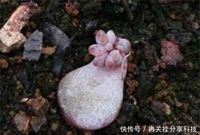 『温暖的环境』多肉植物叶片多久发芽