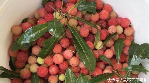 山上这种水果非常的娇气，不能掉在地上，掉地上就不能捡起吃了！
