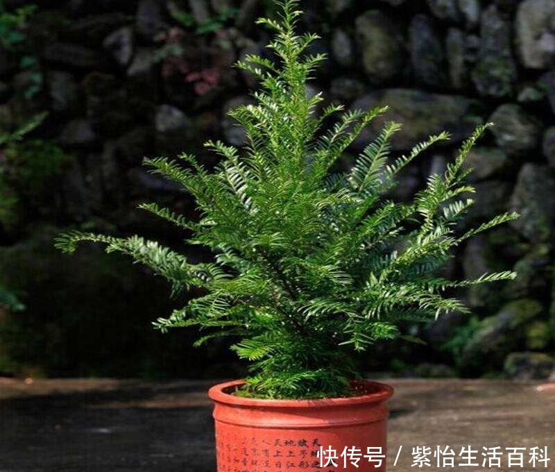  「行冲施」生根剂也别乱用，潜在危害很少人知道