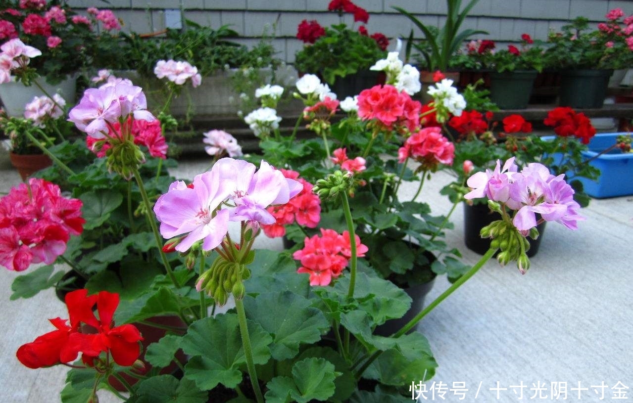 「养花」最受欢迎的几种花,开花一片片,越晒长的越旺,娇艳美丽!