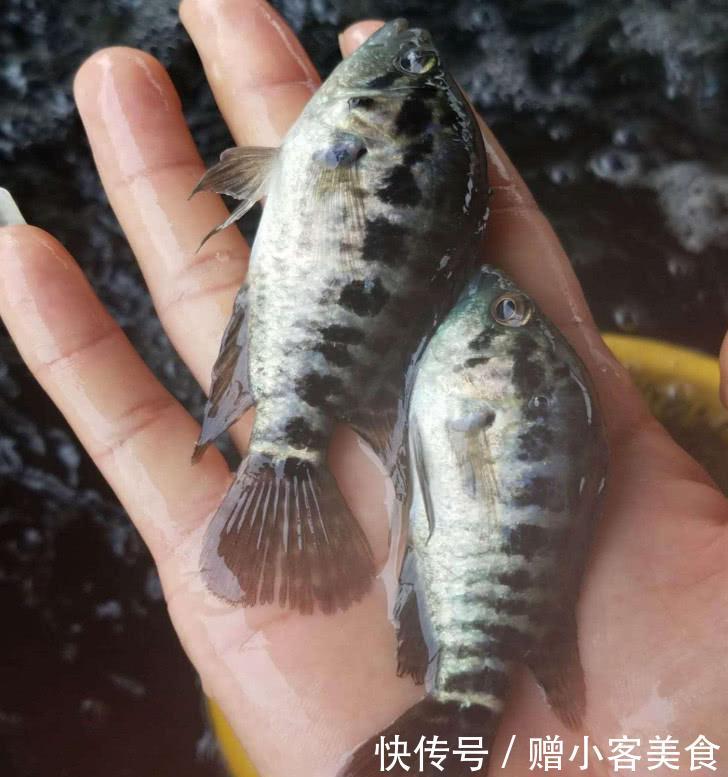 农村河里少见3类鱼，是天然“水质检测机”，图2淡水中的石斑鱼