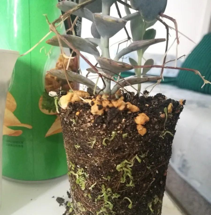  【慎养】这花要慎养，每年砍掉3麻袋，照样蹭蹭长！