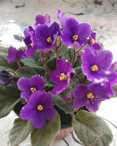 【对光照的需求】11种耐阴花,光不好也能嗖嗖长,开出2米大花墙!