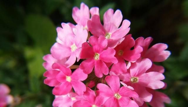  『几块钱』几块钱就能买一盆的美女樱，开花好看花量大，关键是特别好养