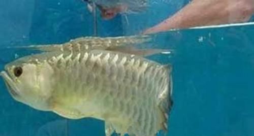 【水族市场】小伙高价买一条金龙鱼回到家中金龙鱼一张口小伙高兴的大喊赚了