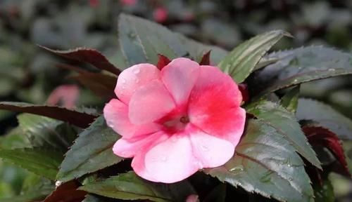  「要注意」新几内亚凤仙花常年可开花，可为啥容易感染白粉病呢？