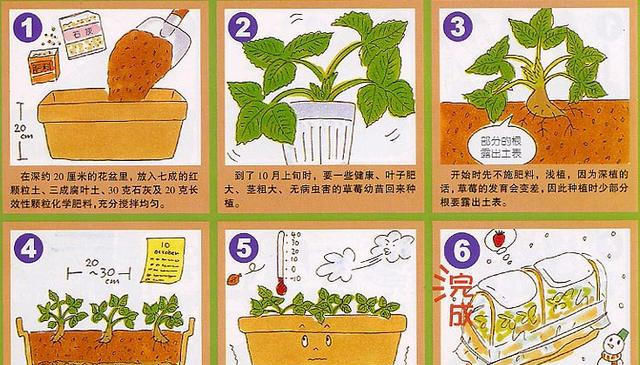  成熟：阳台上盆栽草莓，成熟的时候又美观又想吃