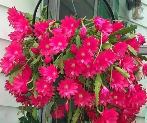  #朵花#不会养令箭荷花，小花匠教你“方法”，一次开上百朵花，年年不断