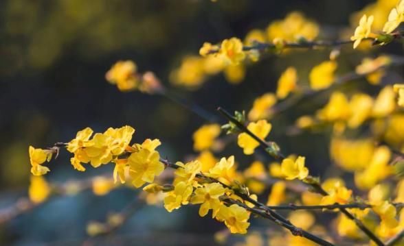  「顺利」春季养花，这款植物值得一试，把握“3个”关键点，顺利生长！
