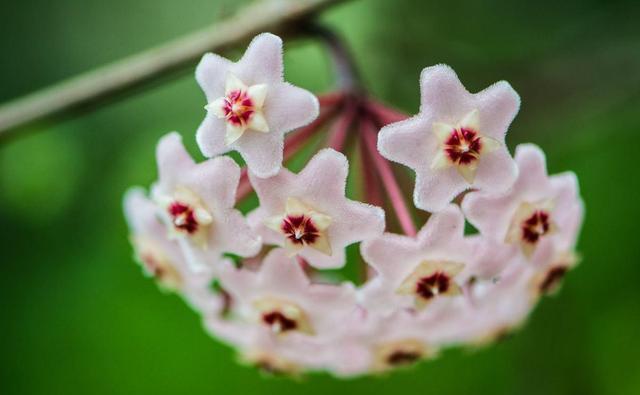  家里|家里养了3种花，到了花期蹭蹭开花，不需要光照都能浪漫满屋