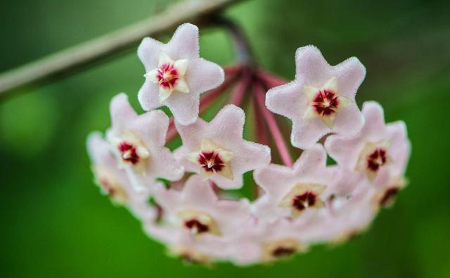 家里|家里养了3种花,到了花期蹭蹭开花,不需要光照都能浪漫满屋