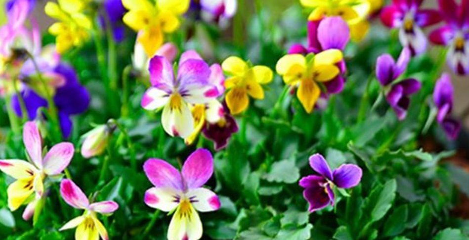 『随便』4种花好养又漂亮,随便养都爆盆,花期长花量大,满屋飘香!