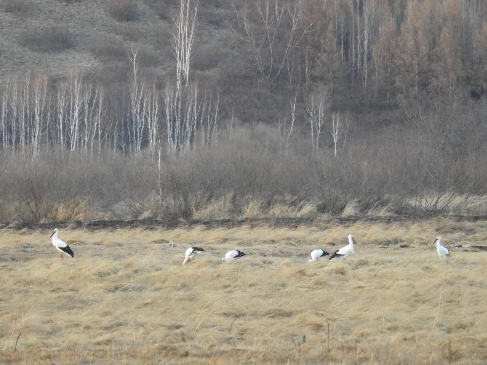 ＂东方白鹳＂现身加格达奇林业局古里河国家湿地公园