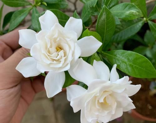  「进生根」买回来的切花栀子花怎么扦插？5步操作，半个月冒白根一个月成苗