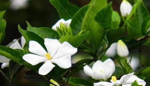 【花钱买】“4种花”不用花钱买,折根枝条放水中,半个月生根,好养活的很
