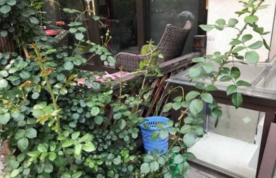  『喜欢』3种花，就喜欢晒“太阳”，越晒越“开花”，夏天也要狠狠晒