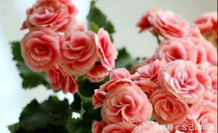  [家里]家里采光差春节买些耐阴花，不见光也嗖嗖长，开成一面大花墙
