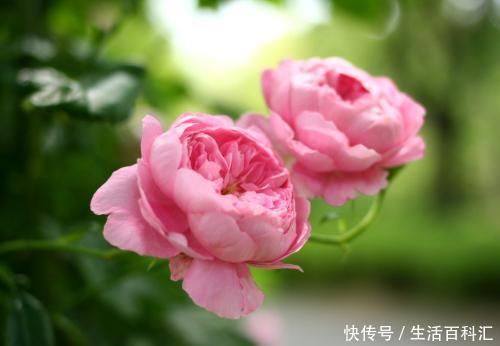 『财源滚滚』2020年养3种花,一年“财源滚滚”,发发发,有钱人都在养!