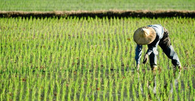 危言耸听！“禁养”文件已下发？伪专家：土地少的农民不要种地了