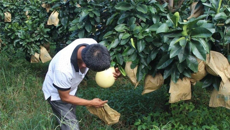  「上市」堪称水果界的罐头，放两个月不坏，却常遇滞销，中秋上