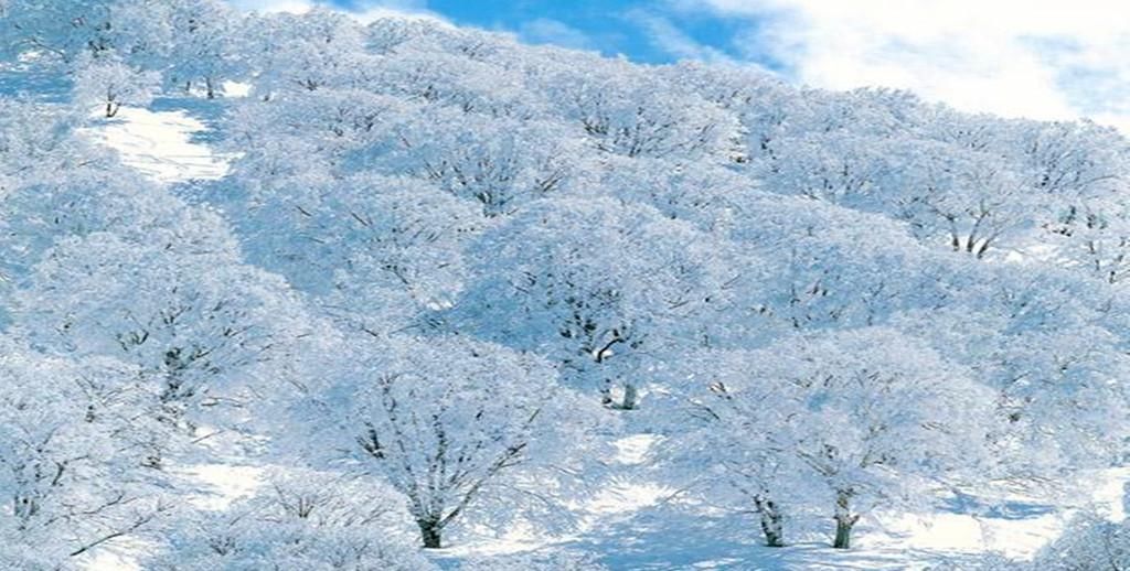 一场关于雪的旅行！好想变成雪啊，这样就可以落在先生的肩头