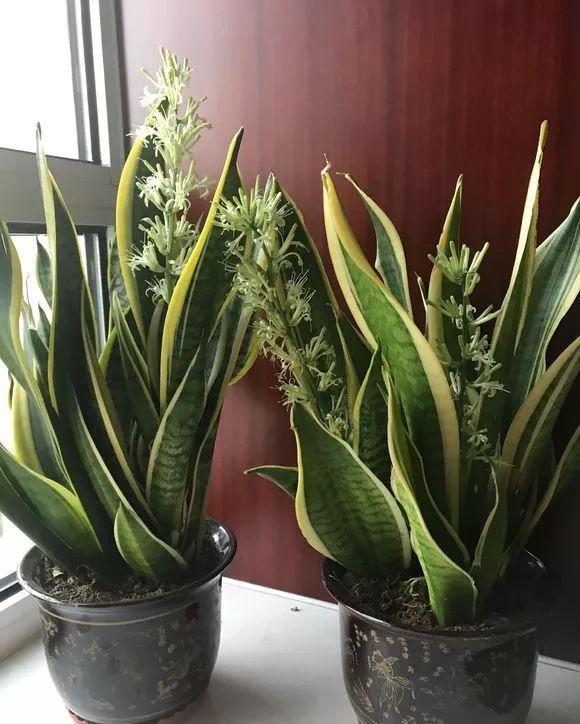 【发芽】5种花太贵,别花“冤枉钱”,剪片叶子丢盆里,20天生根发芽!