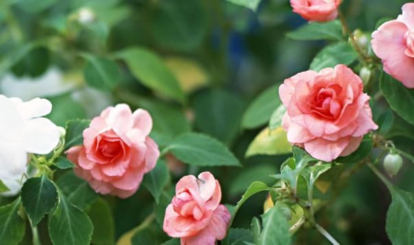  【么时间剪枝】此花被称为月月红，花期长，注意修剪，植株更美观