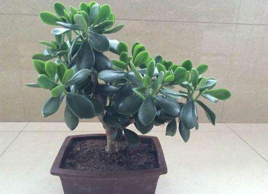  #懒人#5种适合懒人养的几种盆栽，一月不管也能活，花开好养还爆满