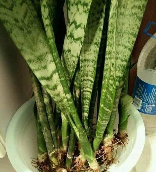  花草：别嫌阳台小，种点花草，感觉真好！