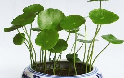  『铜钱』铜钱草施什么肥好