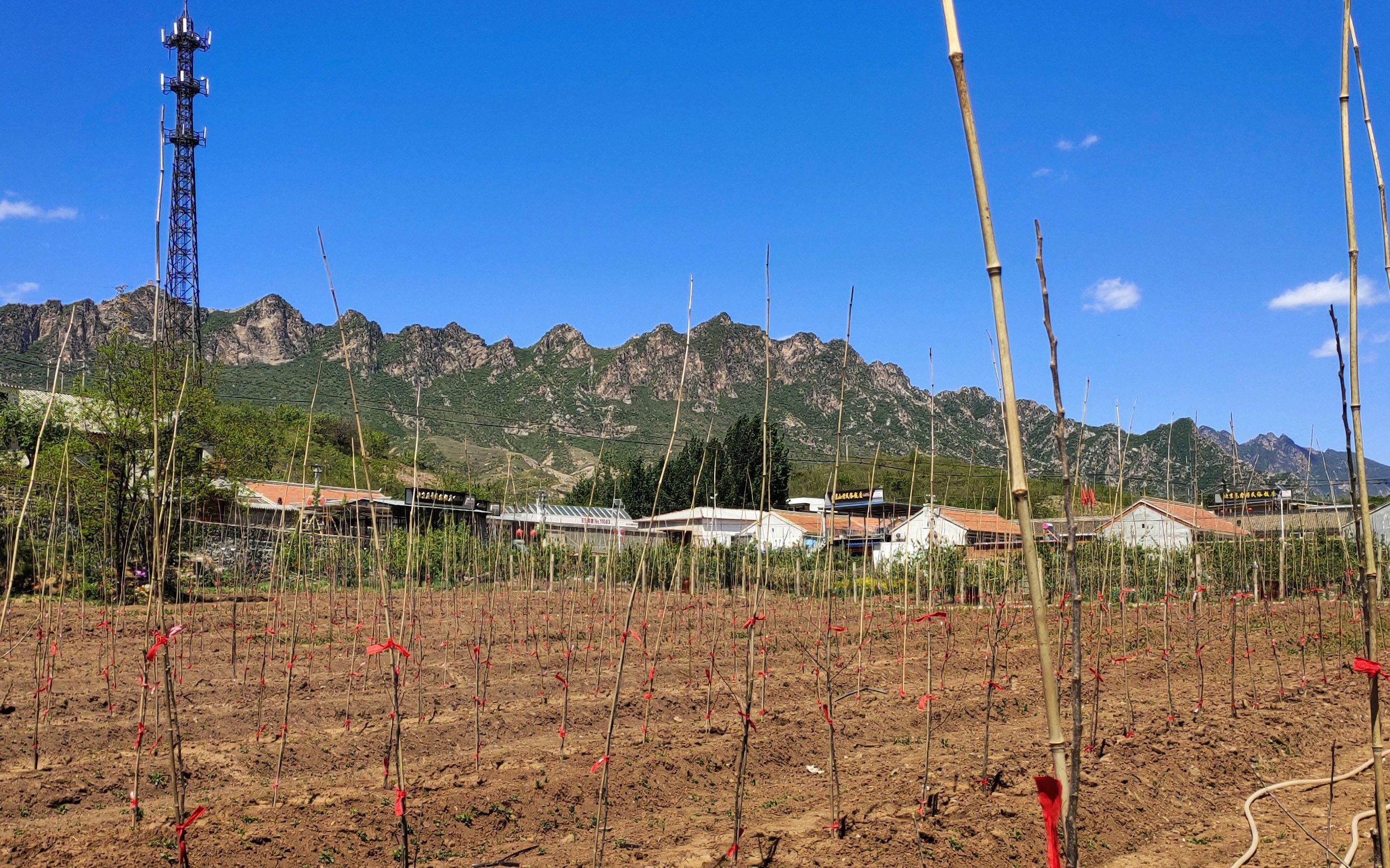  【增长】密云苹果种植迭代 人均管理面积至少增长11.5倍