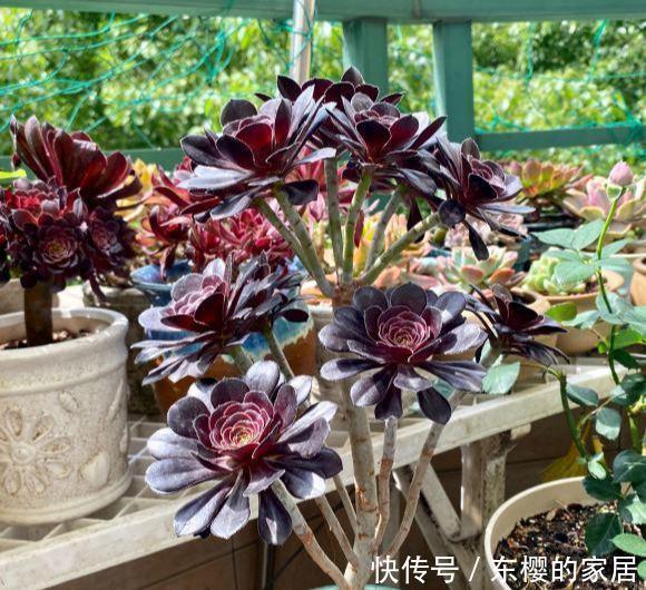 纠正|多肉大法师,稀里哗啦掉叶子,2个错误,赶紧纠正还不晚