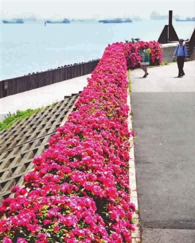 『亮眼』月季盛开,引爆申城初夏浪漫,“安吉拉”月季花墙更亮眼