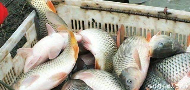 农民在水塘里养它，50块一斤，年赚二十多万