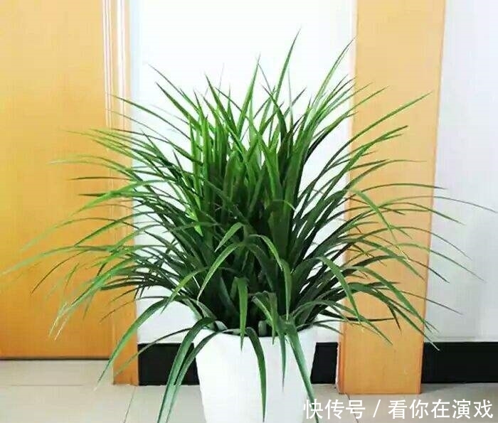 家里养盆这种“树”，叶子茂盛“有福气”，谁养谁赚！