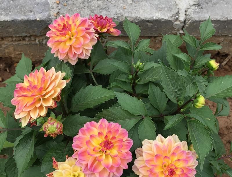  「这款」夏季种花选这款，天气越热，花开越美，花期长达半年，是盆栽佳品