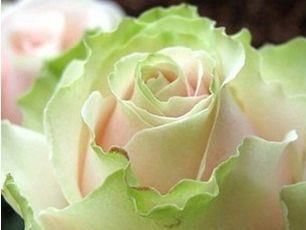  各异@喜欢玫瑰，不如养盆“精品玫瑰”舞后玫瑰，花中皇后，姿态各异