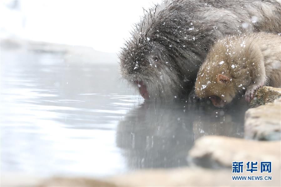 日本长野：雪猴惬意享温泉