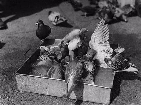 他揭开了迷信的心理机制，却无法破除自己被传虐童的谣言迷信