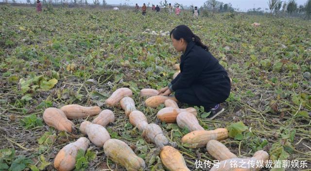  吊瓜|昔日农民争相种植，如今8毛一斤没人要，农民：你们咋就不