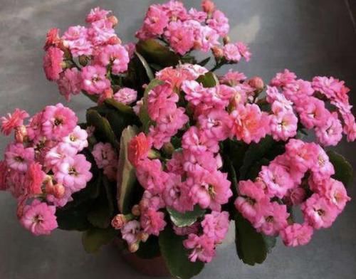  #肥料#去路边“转1圈”，捡回来“1种肥”，能养君子兰、长寿花，太值！