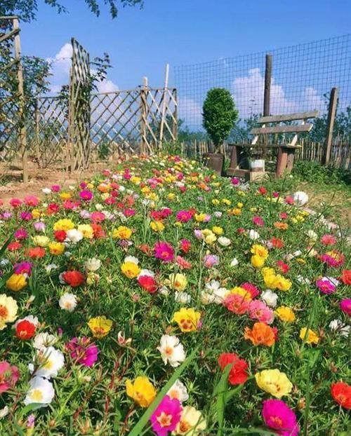  『门口』这花养一棵就够了，越剪越长，栽门口直接长成一棵树！