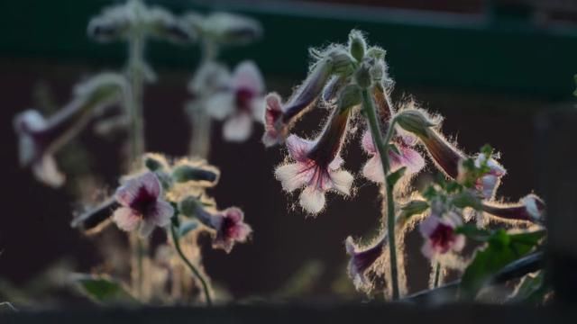  [鲜花]实拍：美丽鲜花中的星头啄木鸟（图）