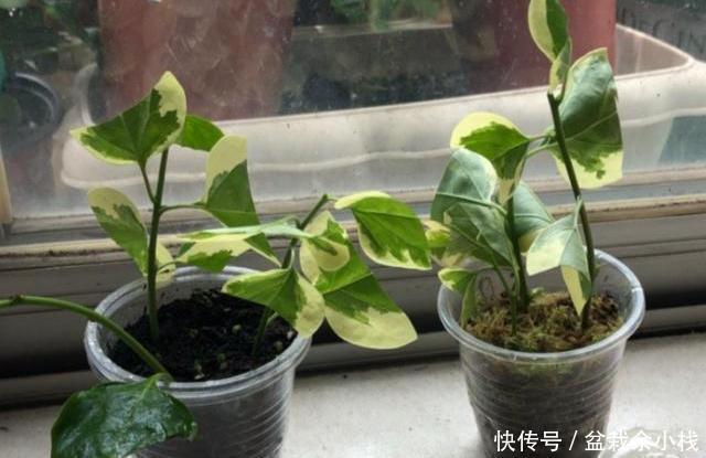  试试|三角梅扦插，有个“最简单”的方法，生根快，易成活，快去试试吧