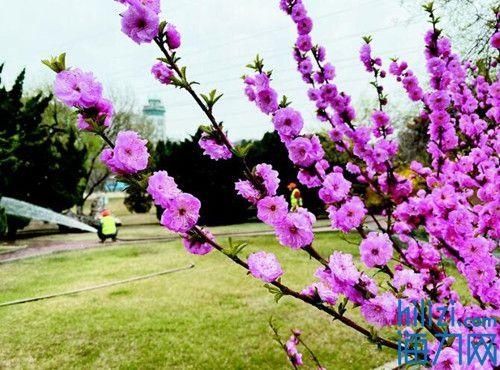  心思@“花”点心思 认认这些花儿