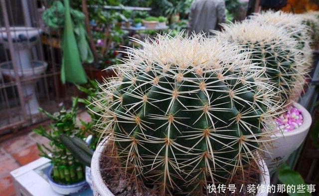 『沙子』家庭养花,2个“小妙招”,几十盆花都养得好好的,叶翠绿花儿美
