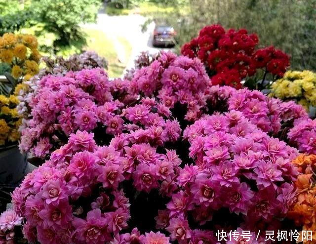  『长寿花』春天快来扦插2种花，剪根枝条插水里，嗖嗖生根，一开花200天