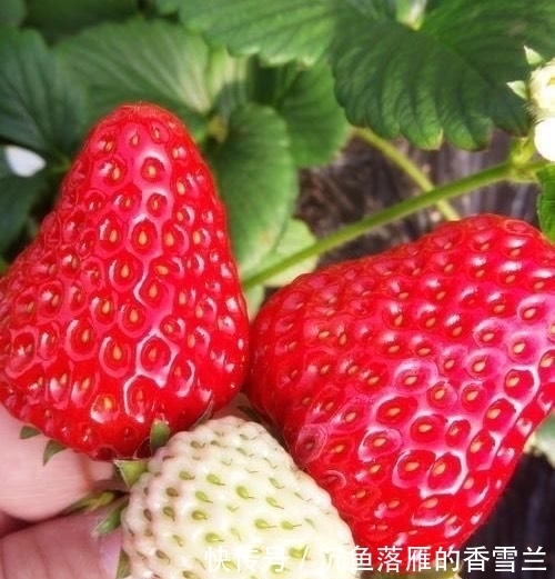  草莓@阳台上盆栽草莓,好吃好种又好看,结的果子四季吃不完!
