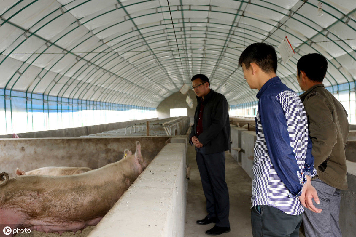 养猪场被拆了应该有补偿，为什么很多养殖户得不到补偿?